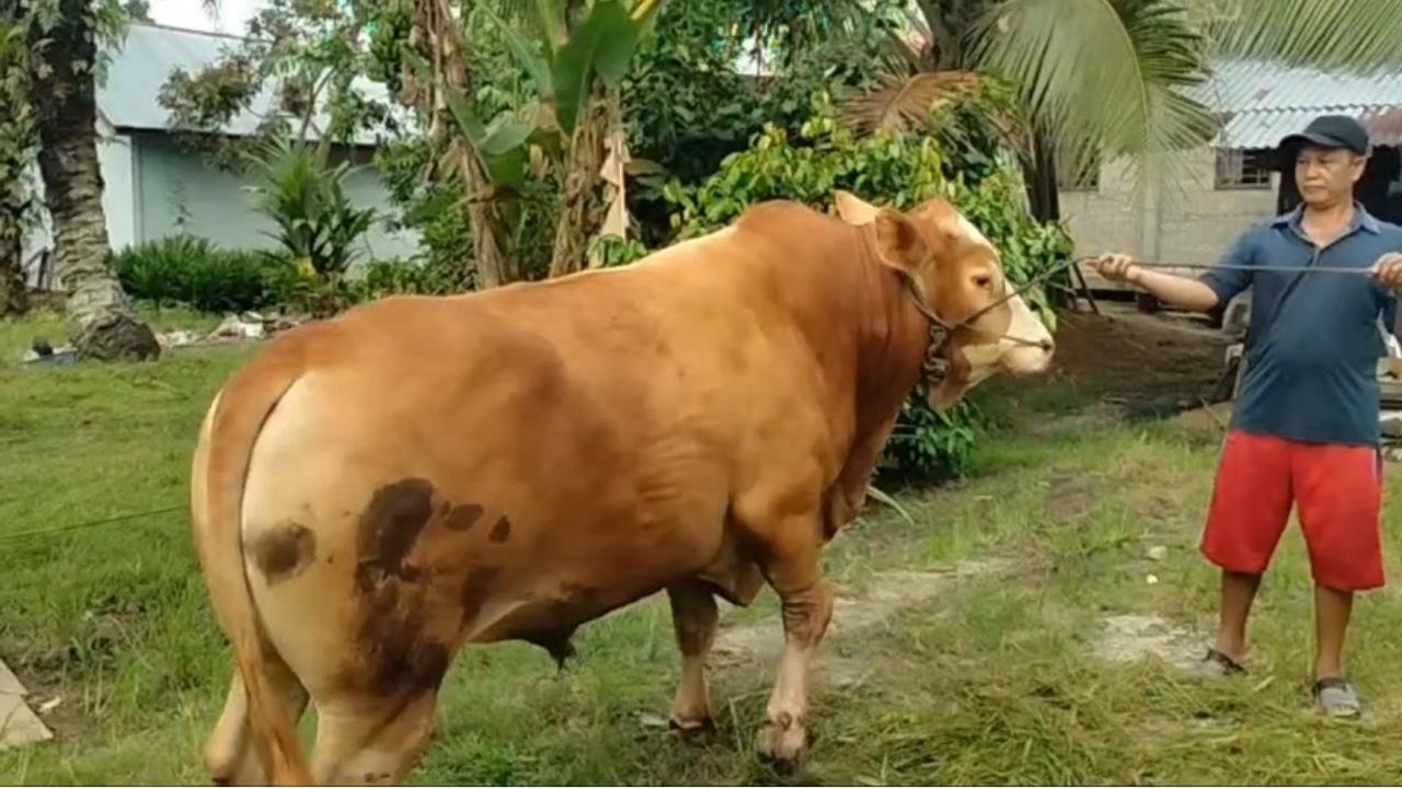 Rohul Dapat Bantuan Qurban 1 Ekor Sapi Bobot 820 Kg dari Presiden Prabowo