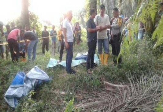 Diduga Dibumuh, Mayat Mr X Tergelatak di Kebun sawit Simpang Perak, Pelalawan