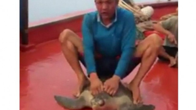Geger Nelayan Menuggangi Penyu yang Tertangkap