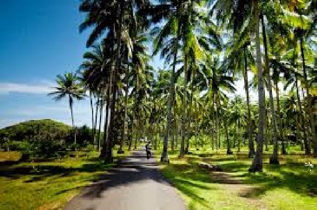 Pembangunan Kebun Kelapa Jangan Jadi Janji-Janji