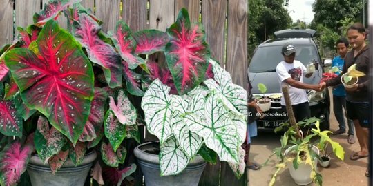 Tanaman Caladium dan Philodendron Ditukar Mobil Hingga Diburu Emak-Emak Sampai ke Kuburan