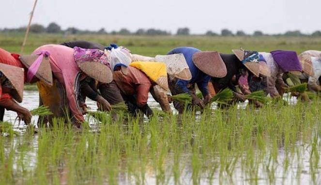 Wapres JK Khawatir, Jumlah Petani Terus Menurun