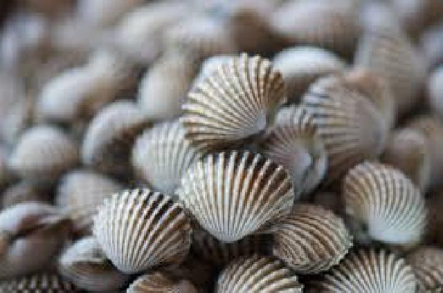 Sinaboi Bakal Dijadikan Sentral Budidaya Kerang