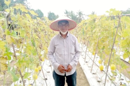 Kisah Petani Melon Madu, Meraup Rupiah Ditengah Pandemi Covid-19