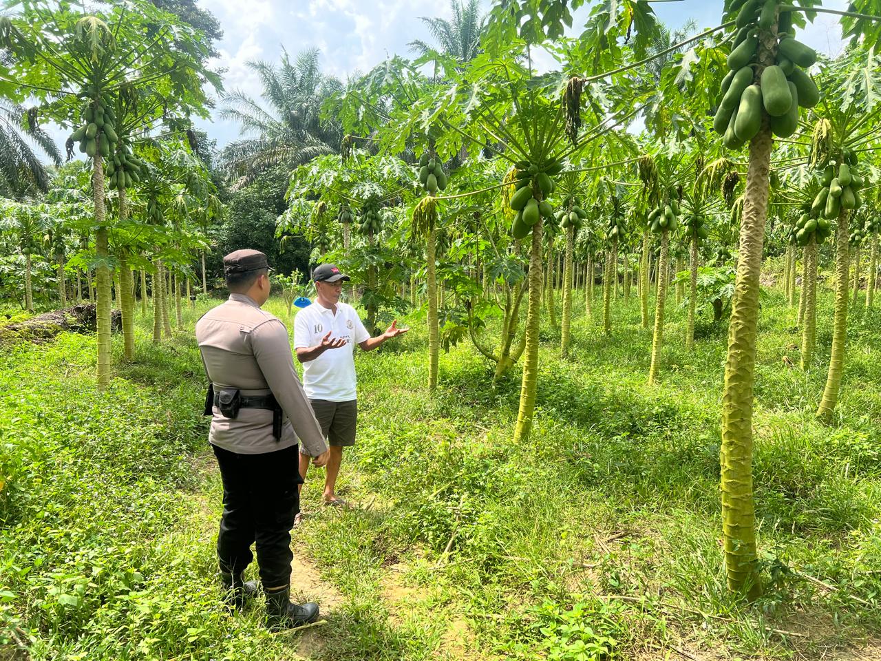 Polsek Bangko Pusako Bina Kelompok Tani untuk Perkuat Ketahanan Pangan di Bangko Balam
