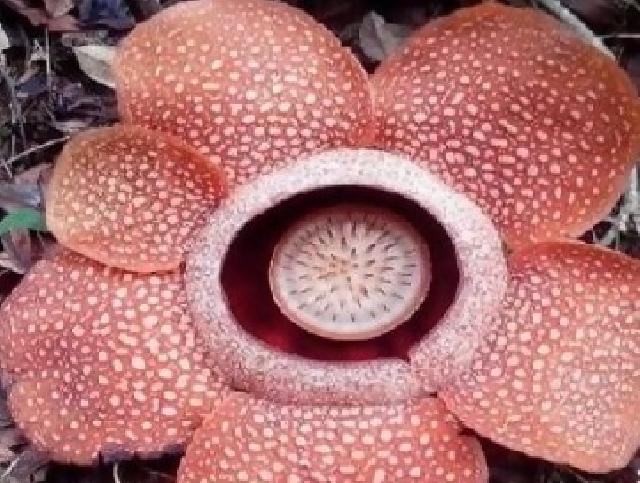 Rafflesia enam kelopak sedot perhatian warga