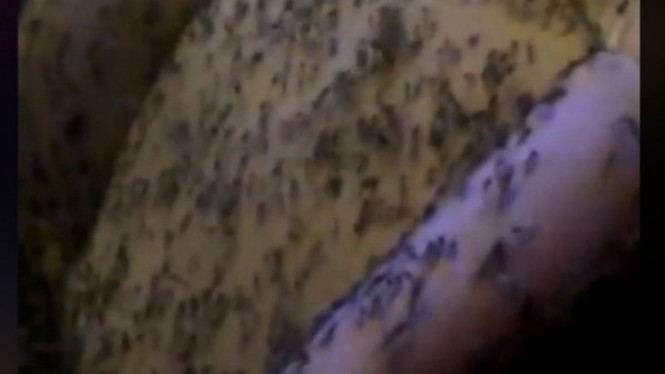 Jutaan Nyamuk 'Berpesta' di Dalam Mobil Ini Bikin Merinding