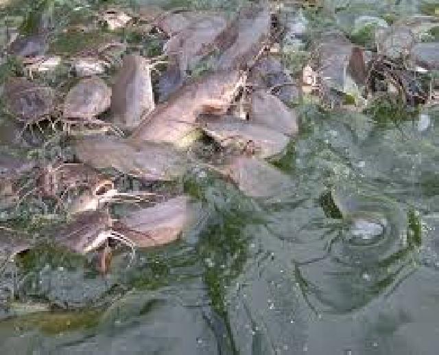 Diskanlut Rohil Bertekad Kembangkan Budidaya Ikan