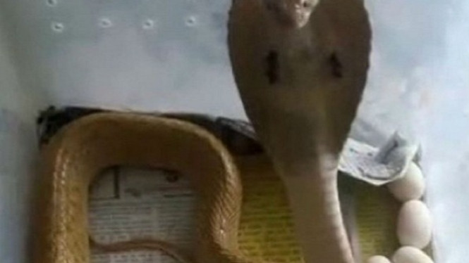 Wah ! Video Kobra Bertelur Ini Bikin HebohVideo Kobra Bertelur Ini Bikin Heboh