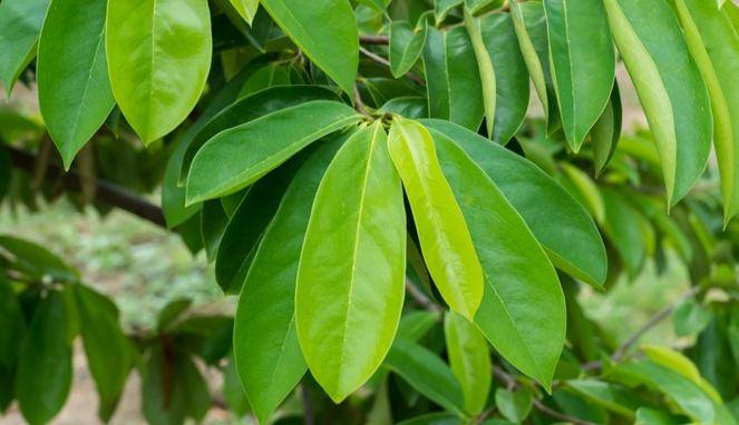 Atasi Sakit Pinggang dengan Ramuan Daun Sirsak