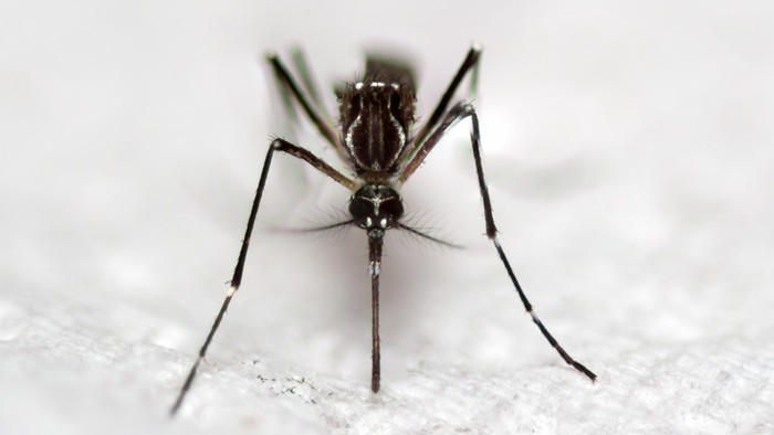 Kirim Ancaman ke Nyamuk, Akun Pria Ini Ditutup Twitter