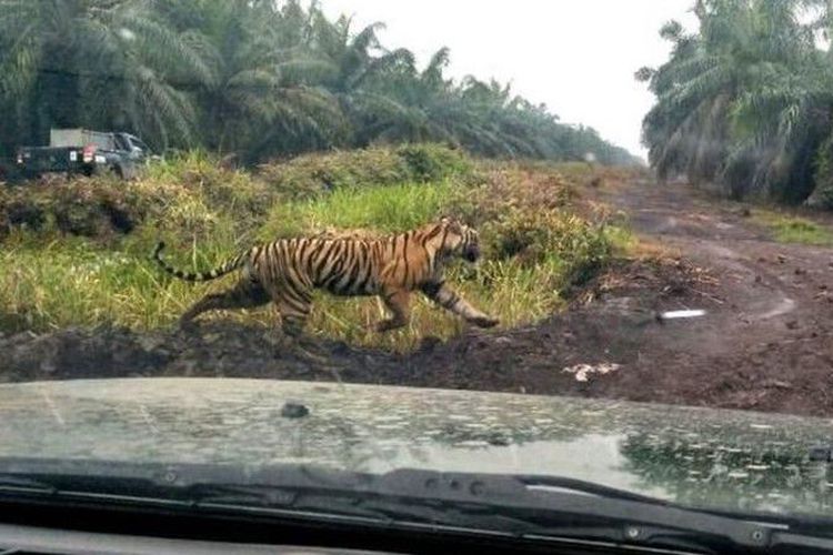 Harimau yang Terkam dua Warga di Inhil Hingga Tewas Berhasil Dievakuasi