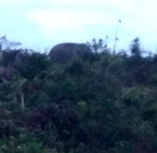 Seekor Gajah di Inhu Riau Sulit Dipulangkan ke Kelompoknya, Tanaman Warga Dirusak