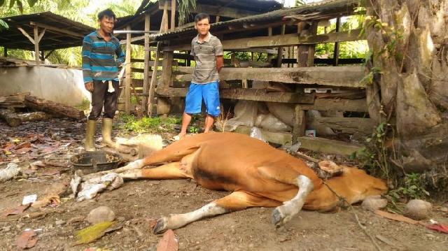 3.000-an Sapi Bali di Rohul Mati Diserang Virus Jembrana