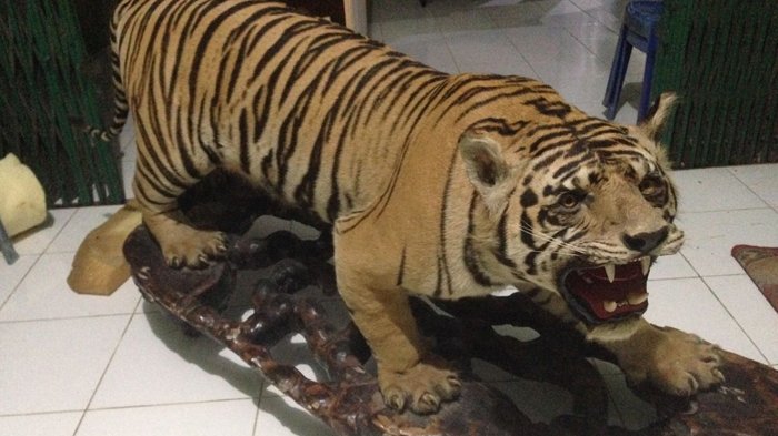 Oknum Anggota TNI Terlibat Jual Beli Opsetan Harimau