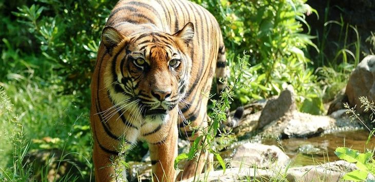 Ada Jejak Harimau Sumatera Dekat Sekolah, Warga Desa Hutapangan Diimbau Mawas