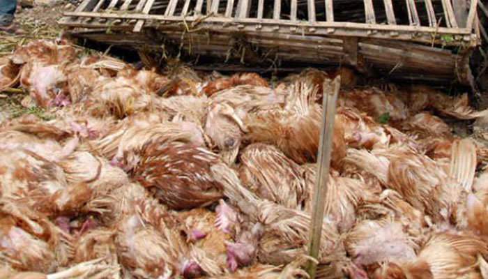 Hasil Laboratorium Ayam Mati Mendadak Belum Keluar, Masyarakat Diminta Tetap Waspada