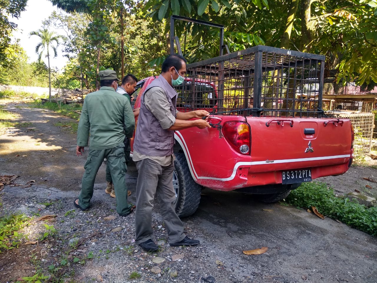 BBKSDA Riau Pasang Perangkap di Lokasi Penerkaman Harimau 