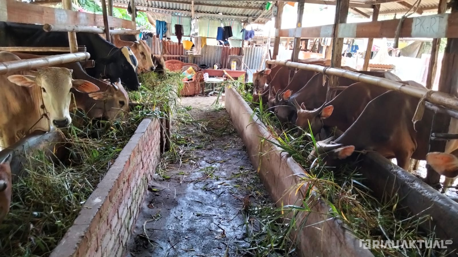 Penjualan Sapi Kurban di Pekanbaru Turun Signifikan Menjelang Idul Adha 1445 H