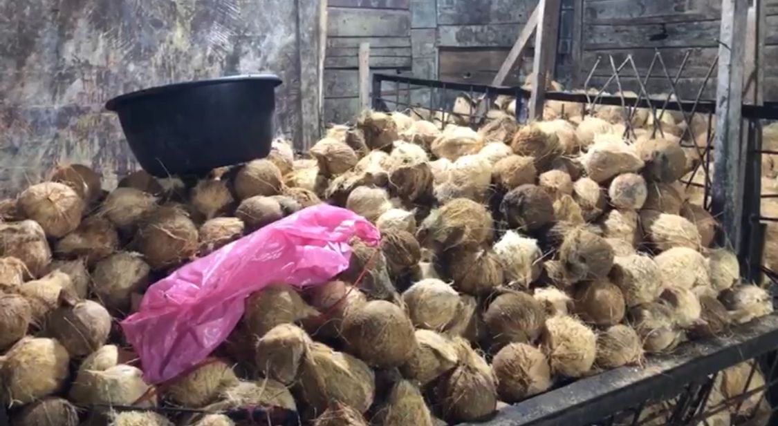 Harga Kelapa di Riau Naik 100 Persen, Pedagang Santan Menjerit