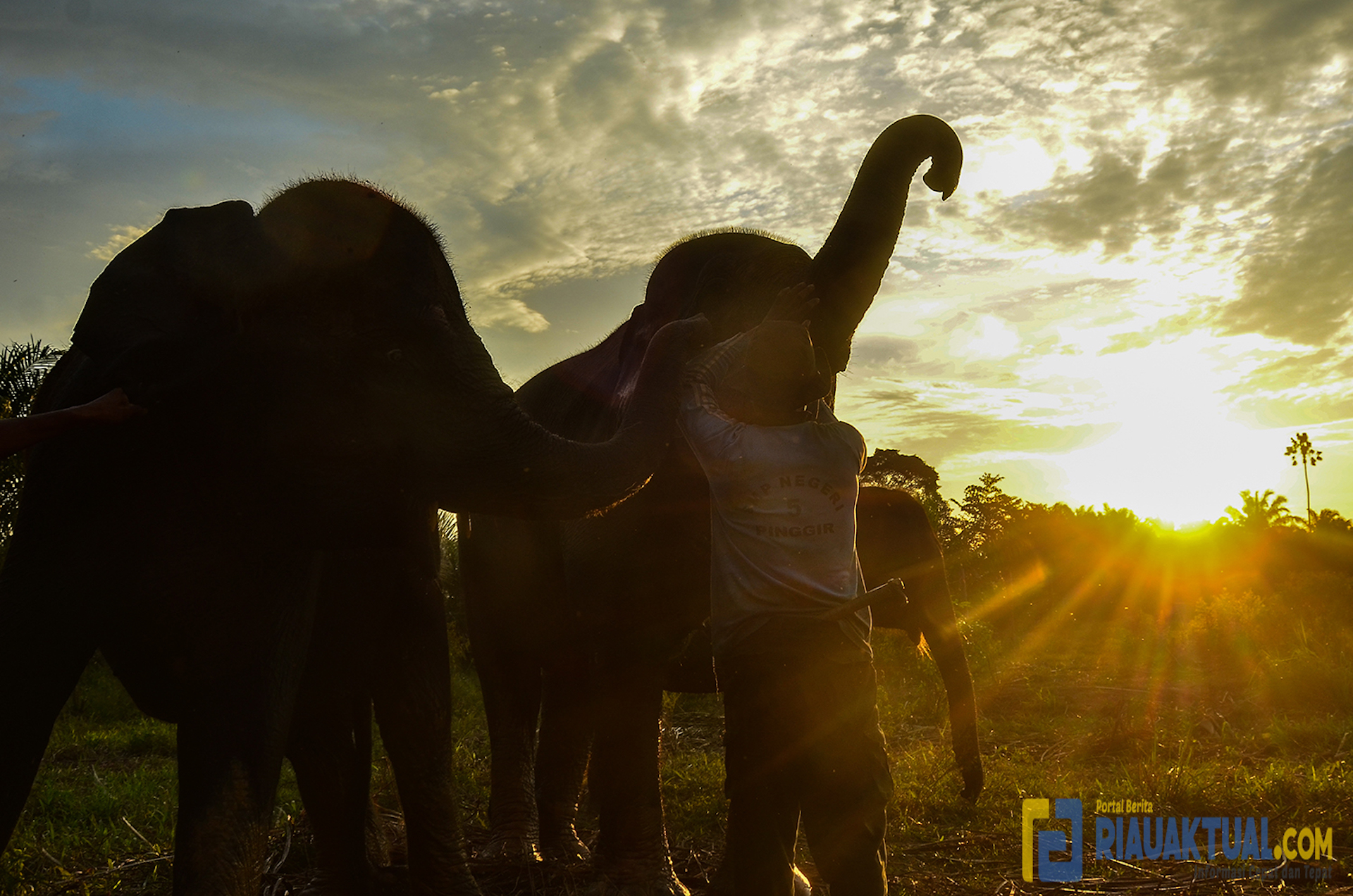 Melihat Aktivitas Gajah Sumatera di PLG Sebanga Bengkalis