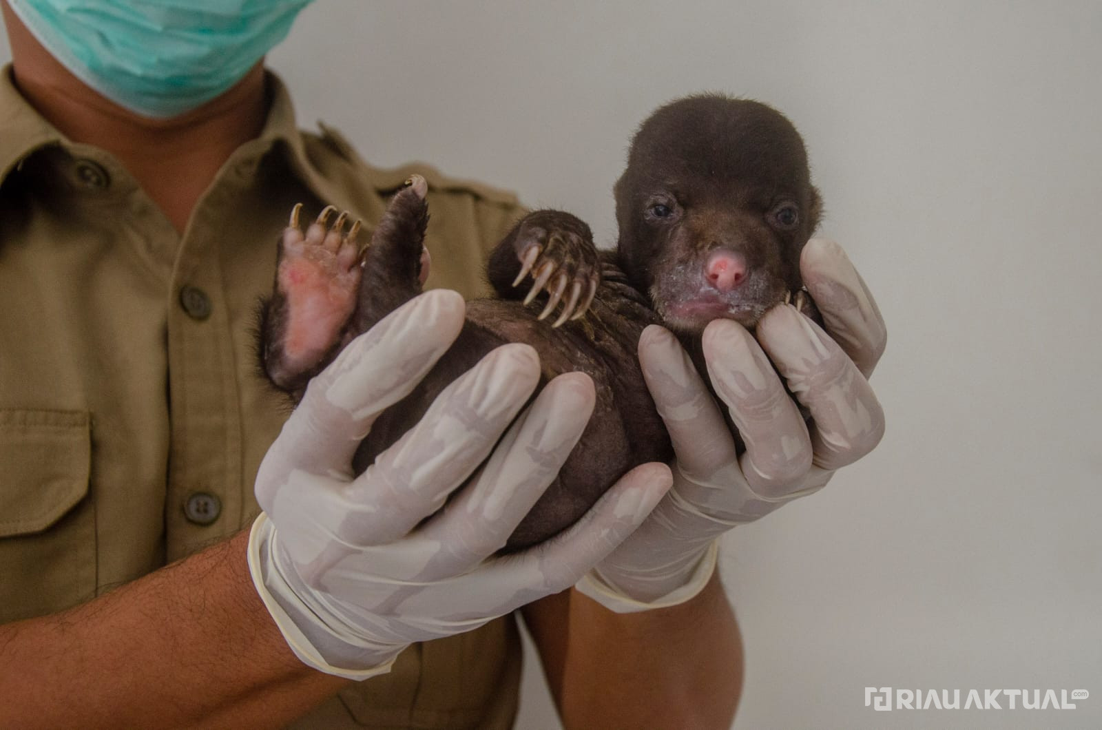 Diperkirakan Tertinggal Induknya, Bayi Beruang Madu Ditemukan Warga di Inhu