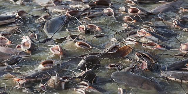 Pekanbaru Pasok 2.5 Ton Lele Dalam Sehari