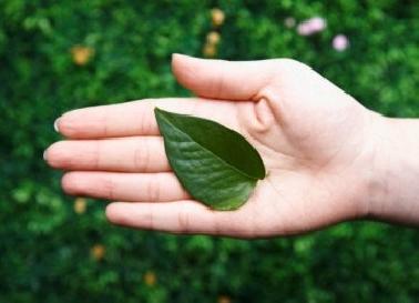 Ketahui Penyakit Anda Dari Telapak Tangan