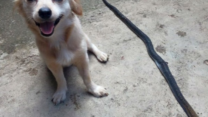 Anjing Selamatkan Keluarga Pemiliknya dengan Membunuh Kobra