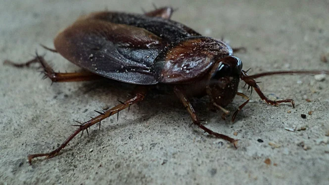 Taruh Ini di Sudut Rumah, Semua Kecoak Langsung Mati Esoknya