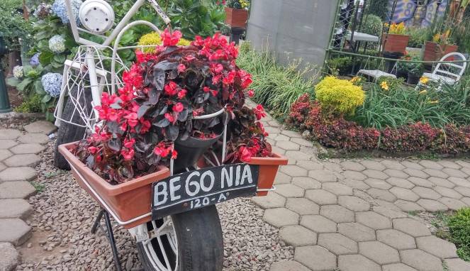 Begonia Park, Ketika Hasil Keahlian Berkebun Dipamerkan