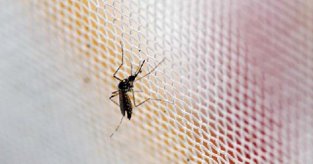 Miliki 100 Mata, Alquran dan Sains Jelaskan Keajaiban Nyamuk