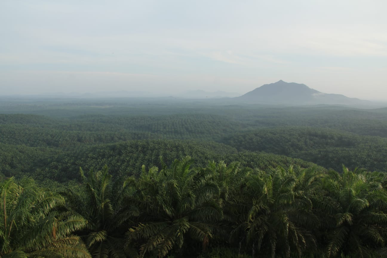 Tahun 2021 Lalu, Pendapatan Petani Plasma-KKPA PT EDI Naik Signifikan 
