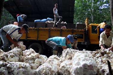 Dua Pabrik Karet di Pekanbaru Segera Relokasi