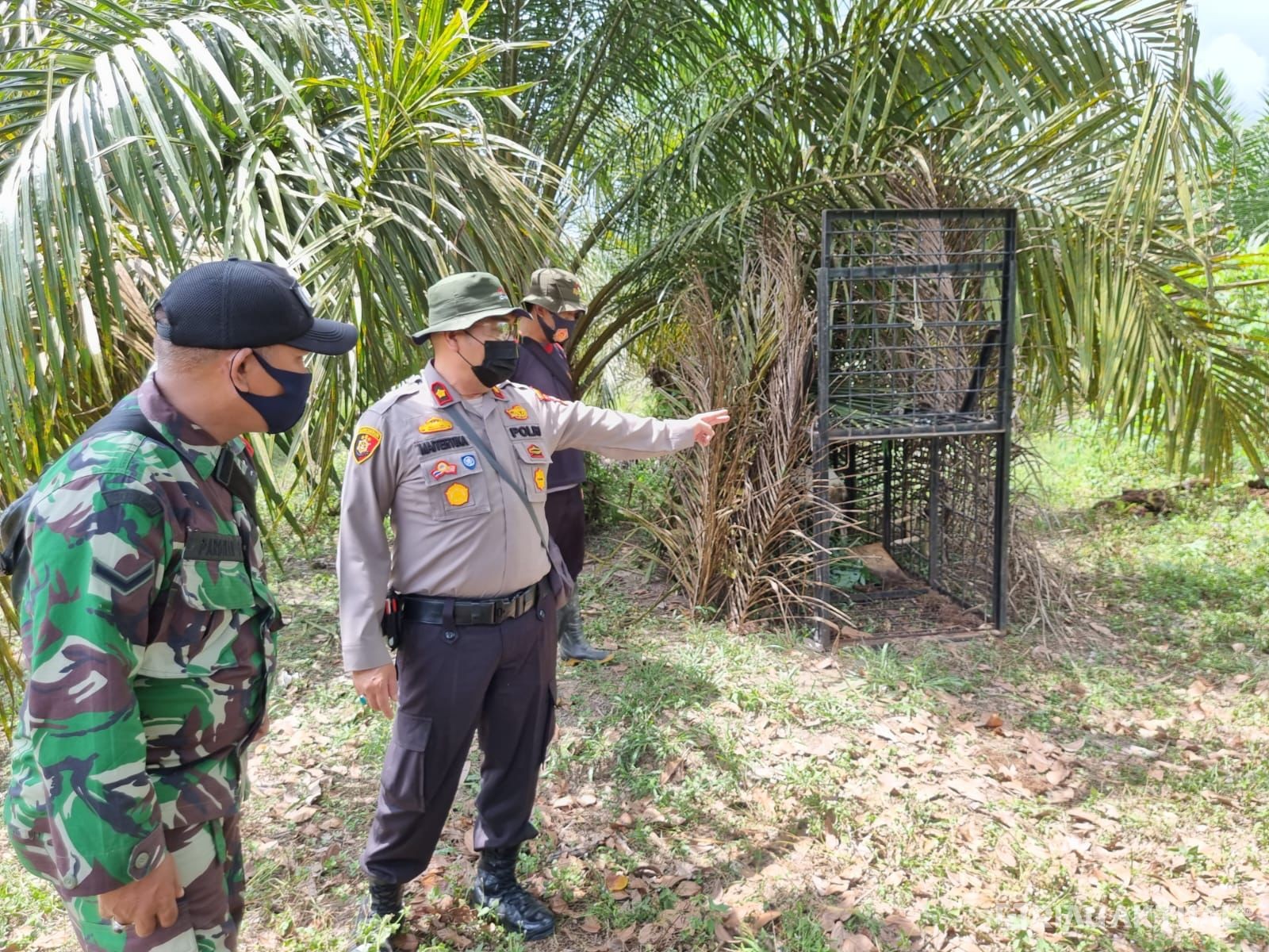 Pemindahan Perangkat Harimau Tanpa Pemberitahuan, Kapolsek Pinggir Cek Lokasi