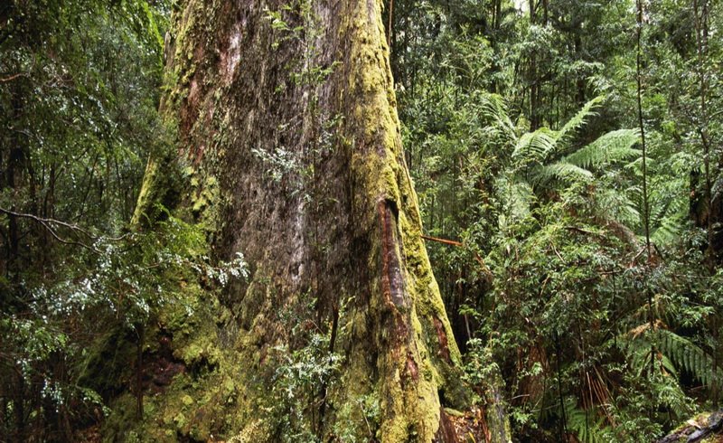 Langka, Pohon Raksasa Bergetah Merah Darah di Hutan Kalimantan
