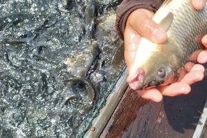 Jumlah Ikan yang Mati di Waduk PLTA Koto Panjang 150 Ton, Nilai Kerugian Diperkirakan Rp4,2 M