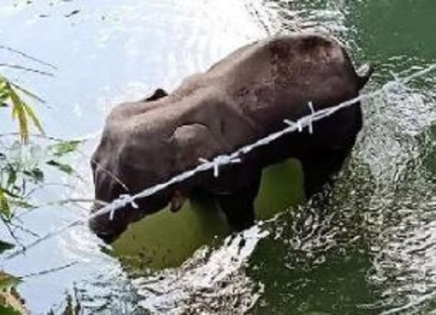 Pilu! Karena Ulah Warga Tak Bertanggung Jawab, Gajah Hamil Mati dalam Posisi Berdiri