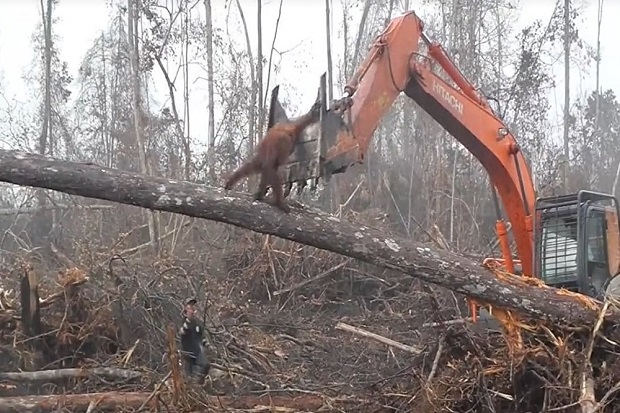 Orangutan Kalimantan Lawan Buldoser Pembalak Liar Disorot Media Asing
