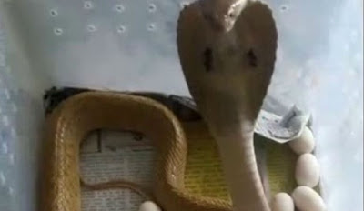 Video Kobra Bertelur Ini Bikin Heboh