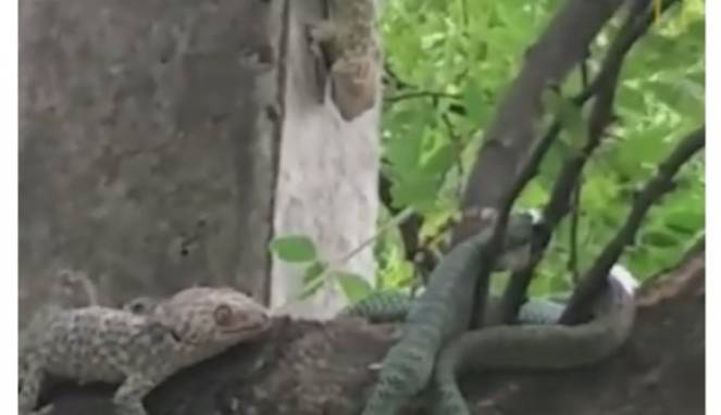 Aksi Dua Tokek Selamatkan Temannya yang Dimakan Ular