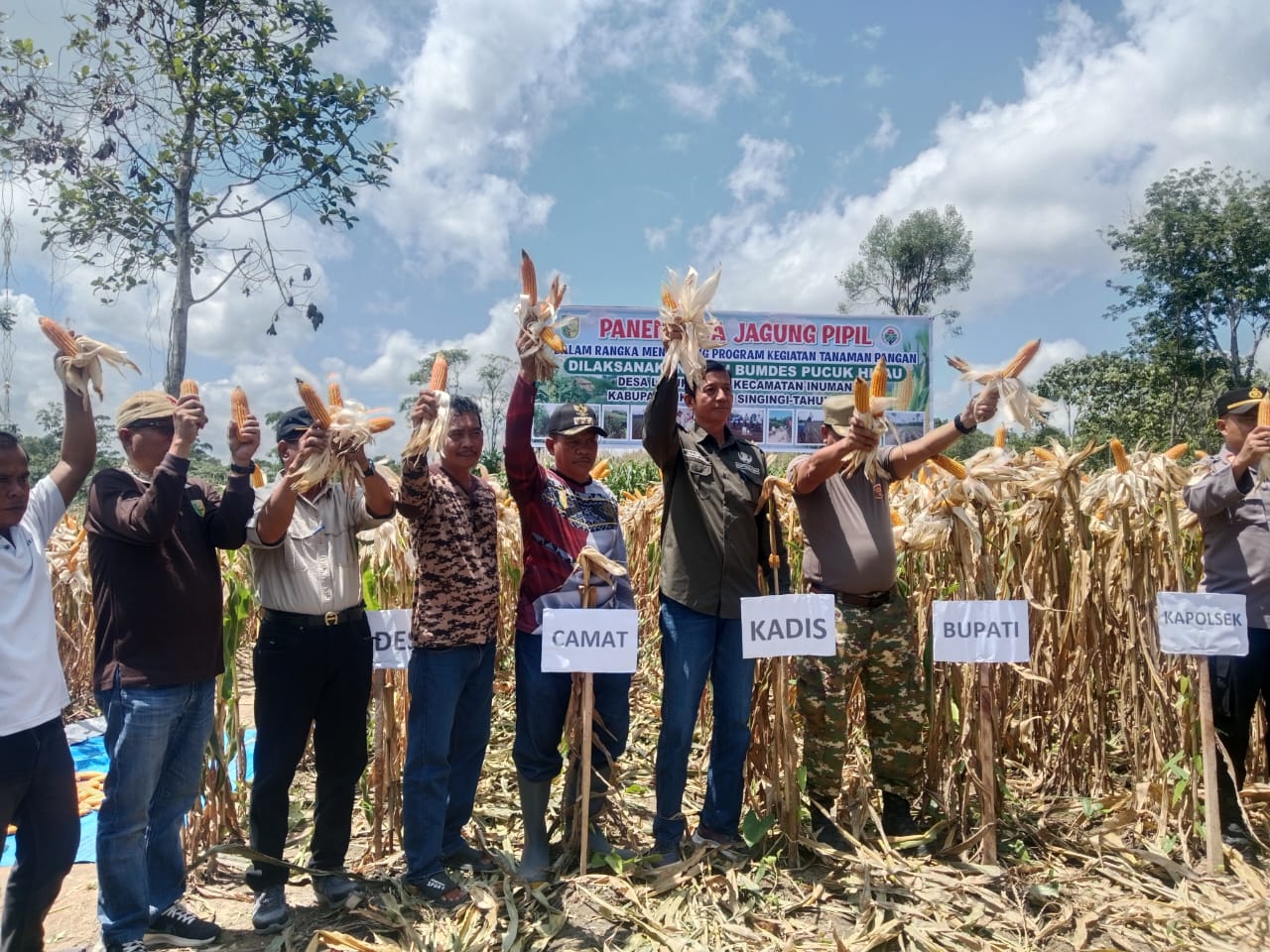 Bupati Kuansing Panen Raya Jagung Pipil Bersama Bumdes Pucuk Hijau di Desa Lebuh Lurus