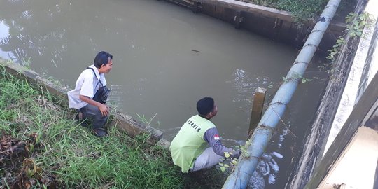 Wah, Kemunculan Tiga Buaya di Sungai Karang Mumus Samarinda Bikin Resah Warga