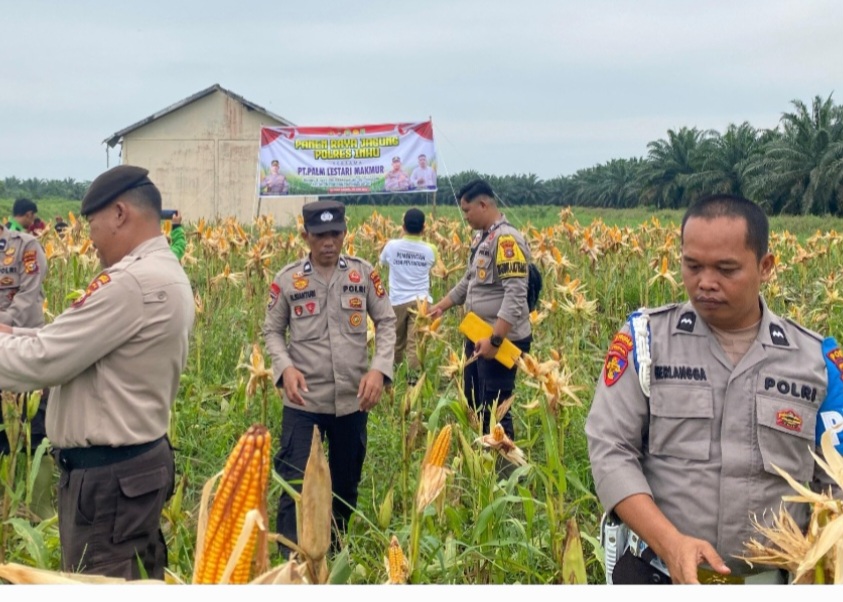 Panen Raya, Sinergi Polsek Batang Gansal dan PT. PLM Dukung Ketahanan Pangan Nasional
