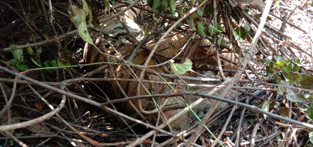 Terjerat Kawat, Harimau Ditemukan Mati di Kebun Sawit Siak