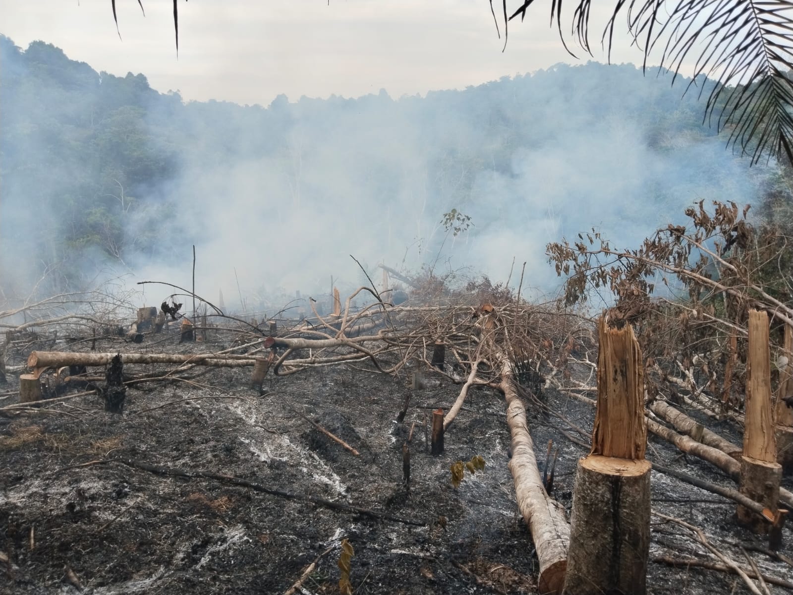 127 Titik Panas Terpantau di Riau, Terbanyak di Rokan Hilir