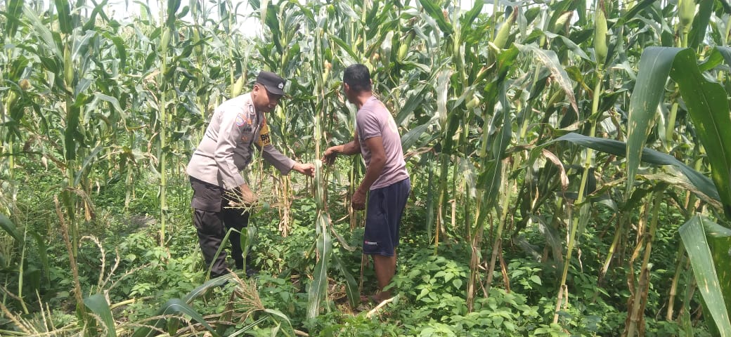 Polsek Bangko Pusako Dukung Program Ketahanan Pangan di Bangko Mas Raya