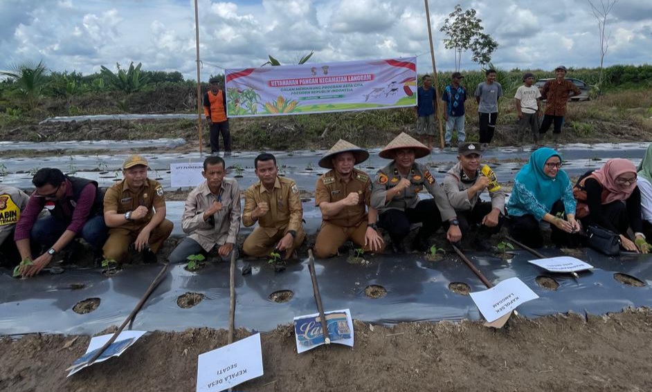 Polsek Langgam Ikut Tanam Cabai Rawit Dukung Ketahanan Pangan