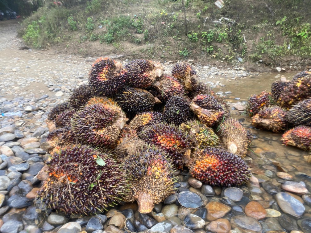 Harga TBS Kelapa Sawit Mitra Plasma di Riau Tembus Rp3.653 per Kilogram