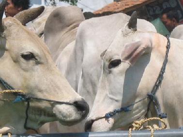 Sudah 52 PNS Pemko Pekanbaru Mendaftar Ikut Qurban